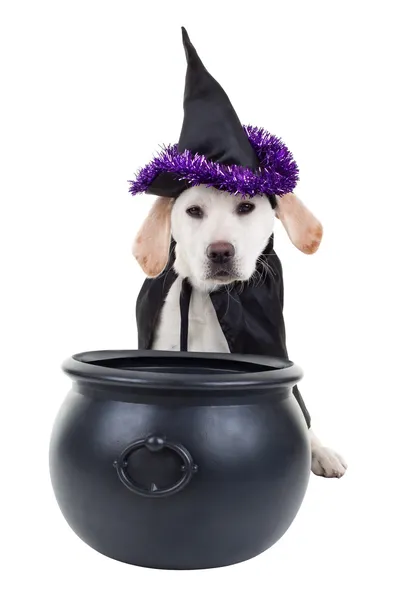 Cane di Halloween — Foto Stock