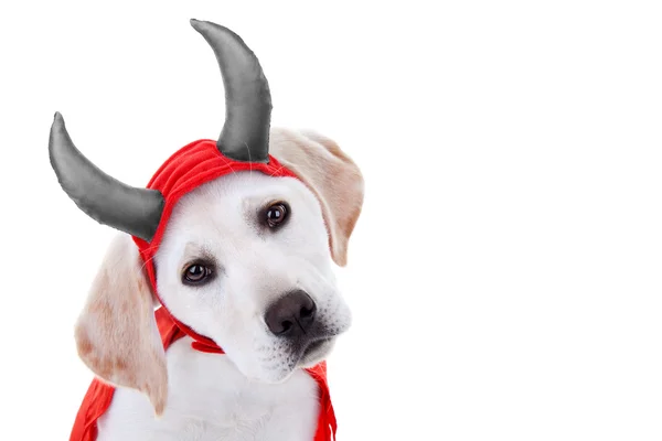 Costume da cane di Halloween — Foto Stock