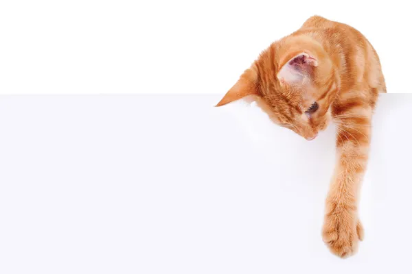 Segno banner gatto — Foto Stock