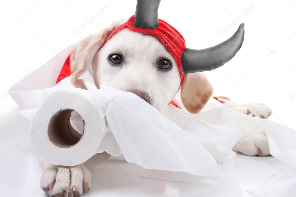 Halloween Devil Dog