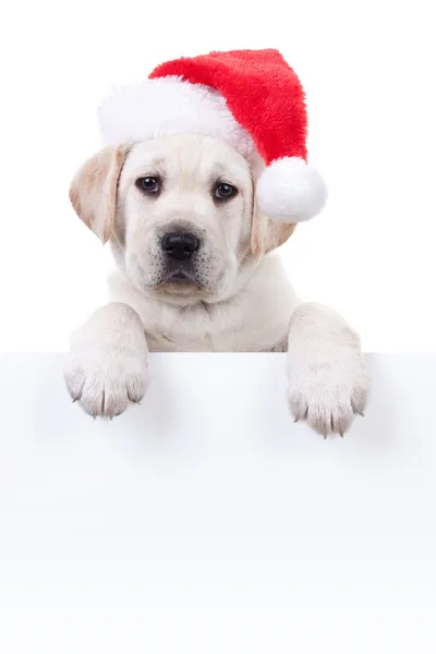 Kerst banner hond — Stockfoto