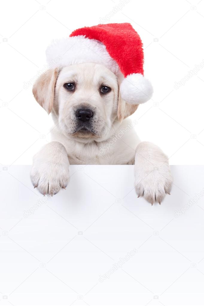 Christmas Banner Dog