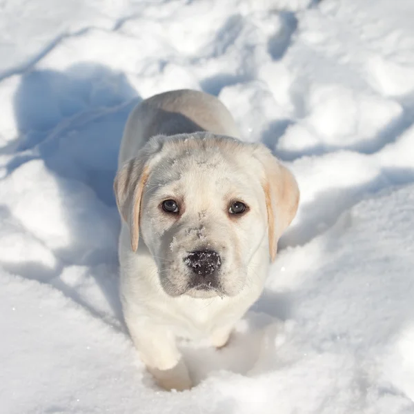 冬の犬の雪 — ストック写真