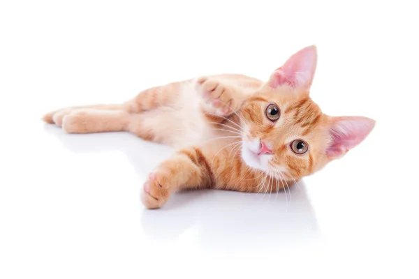 Kitten White — Stock Photo, Image