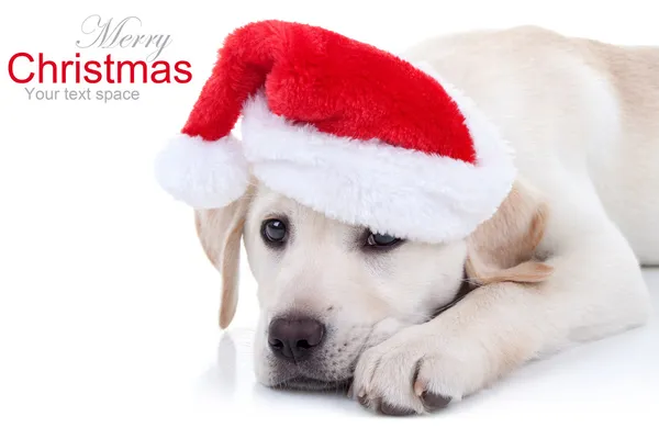 Christmas Dog Stock Image