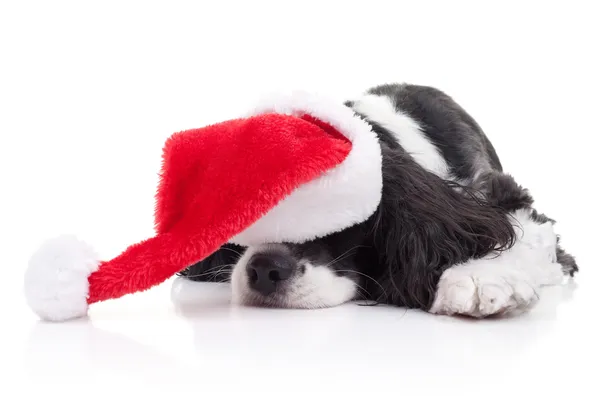 Hond Kerstmis dromen — Stockfoto