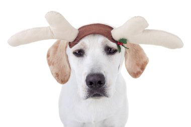 Noel reindeer köpek