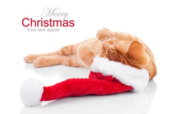 Kat kerst dromen — Stockfoto