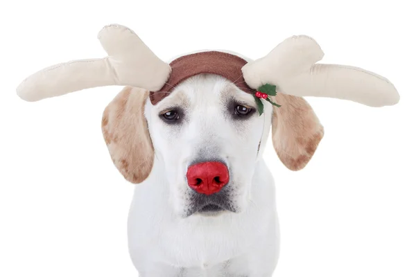 Rudolph Reindeer — Stock Photo, Image