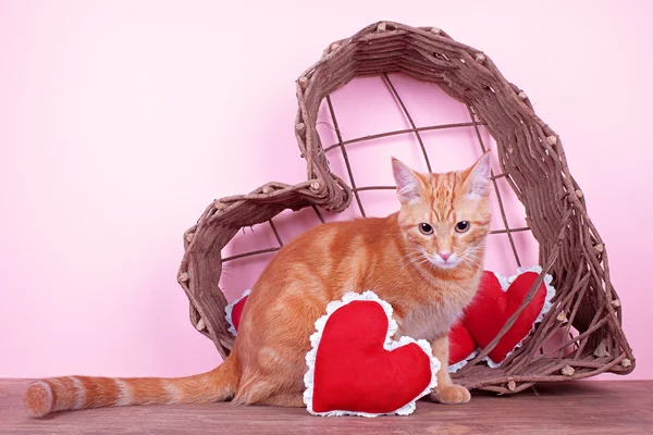 Valentine Cat — Stock Photo, Image