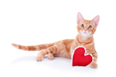 Sevgililer kedi