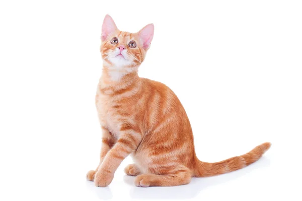 Chat Tigre Images Libres De Droit Photos De Chat Tigre Depositphotos