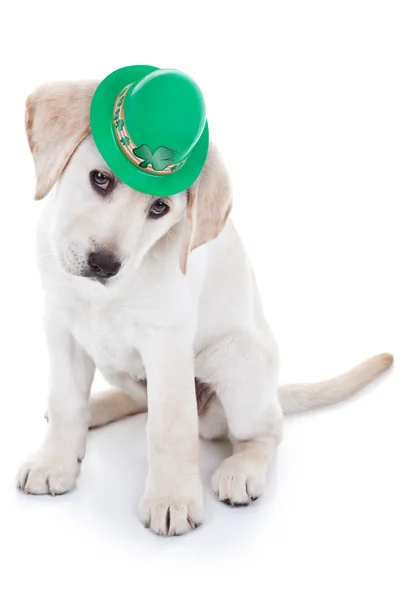 St Patricks Day — Stock Photo, Image