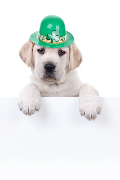 Dia de St patricks — Fotografia de Stock