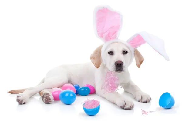 Perro conejito de Pascua — Foto de Stock