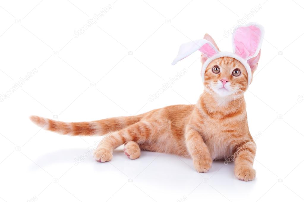 cat dressed as easter bunny