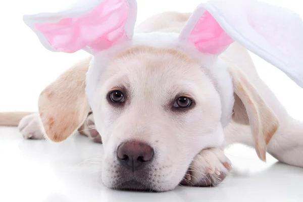 Påsk kanin hund — Stockfoto