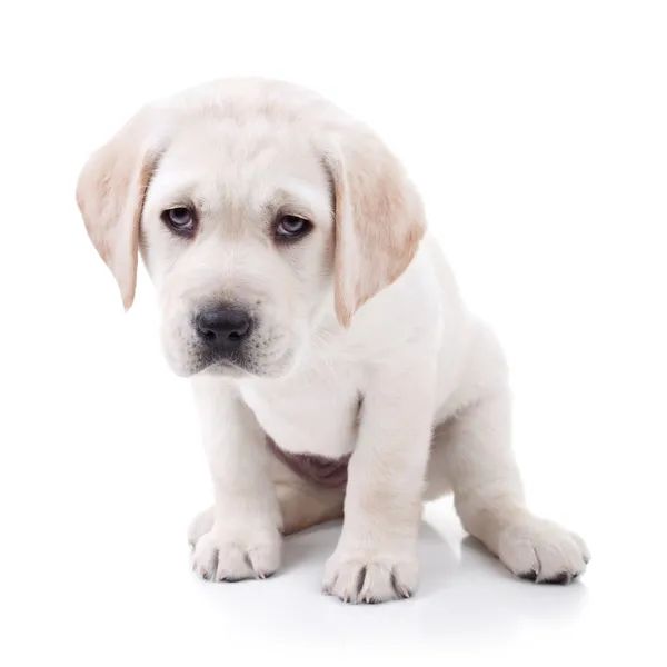 Cão cansado — Fotografia de Stock