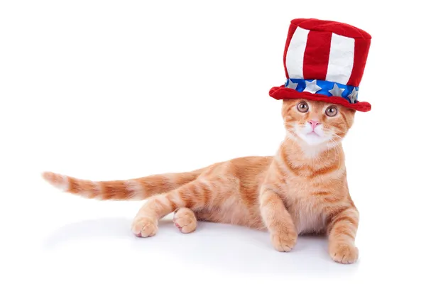 Patriotische Katze — Stockfoto