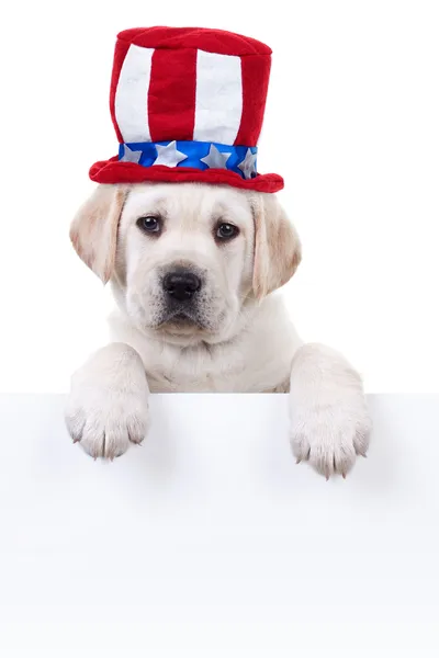 Patriotic Dog Sign — Stock Photo, Image