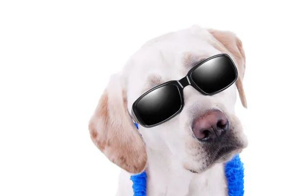 Solglasögon hund semester — Stockfoto