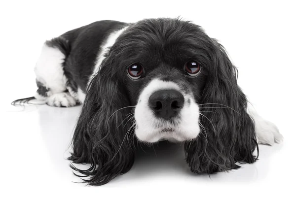Spaniel Dog Isolated — Stock Image Spaniel Dog Isolated Royalty Free Stock Images