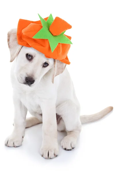 Perro de calabaza de acción de gracias — Foto de Stock