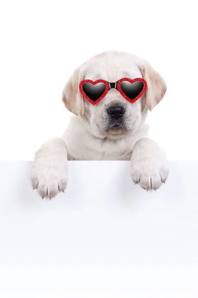Fancy Happy Valentines Day Puppy Love Dog Wearing Red Heart — Stock Photo, Image