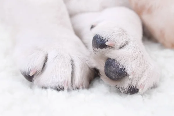 Närbild Labrador Retriever Valp Hund Tass Spik Klor Sällskapsdjur Spa Royaltyfria Stockbilder