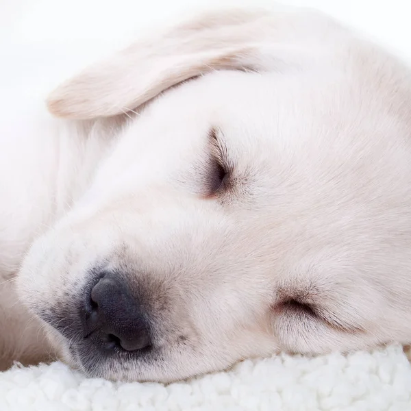 Primer Plano Lindo Perro Perrito Labrador Retriever Cansado Durmiendo Cama — Foto de Stock