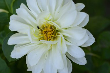 Beyaz çiçek yakın plan, yaz konsepti