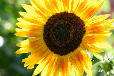 Bahçede sarı ayçiçekleri, yakın görüş