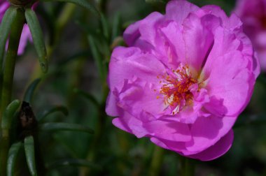 Bahçedeki pembe çiçeğin yakın görüntüsü