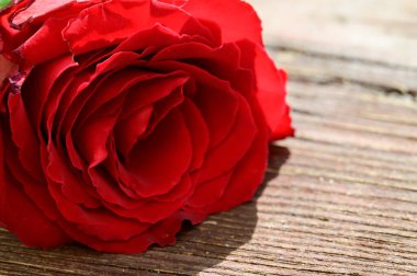 Güzel gül, yakın manzara, ahşap zemin