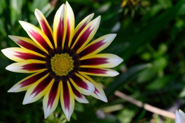 Bahçede büyüyen güzel bir çiçek, yakın çekim manzarası.