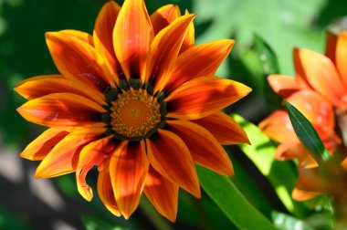 Bahçede büyüyen güzel çiçekler, yakın çekim manzarası. 