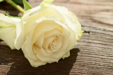 Güzel gül, yakın manzara, ahşap zemin