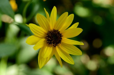 Bahçedeki sarı çiçek, manzarayı kapat.