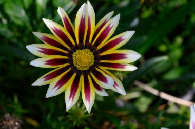 Bahçede büyüyen güzel bir çiçek, yakın çekim manzarası.