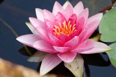 Göletüzerinde güzel pembe nilüfer