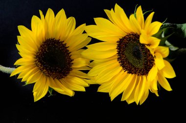 Koyu arkaplanda sarı ayçiçeği, görüntüyü kapat