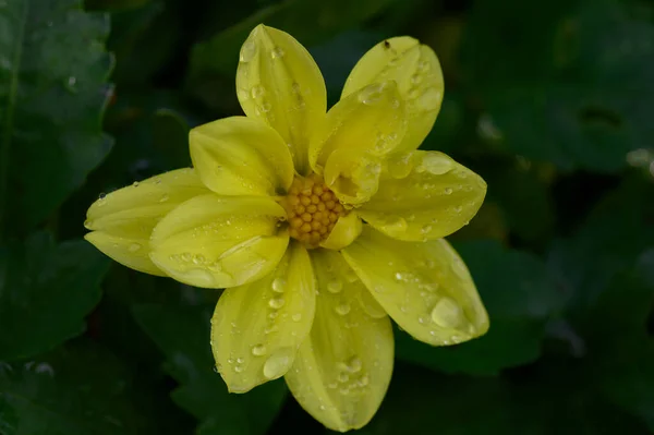Bahçedeki Sarı Çiçek Manzarayı Kapat — Stok fotoğraf