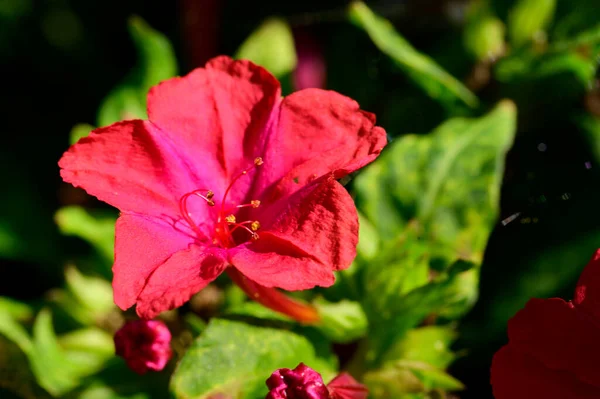 Vista Cercana Una Flor Rosa Jardín —  Fotos de Stock