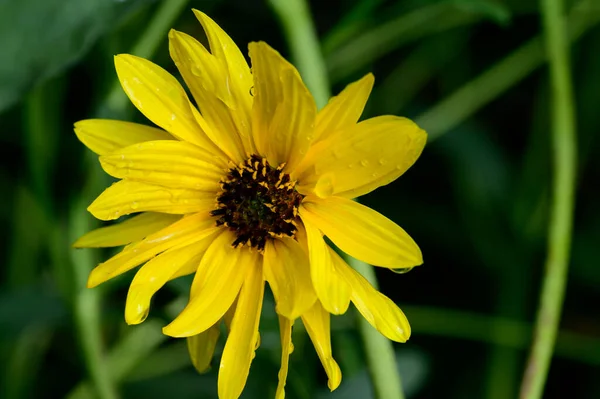 Bahçedeki sarı çiçek, manzarayı kapat.