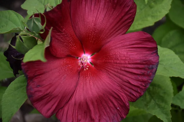 Vista Perto Uma Flor Rosa Jardim — Fotografia de Stock