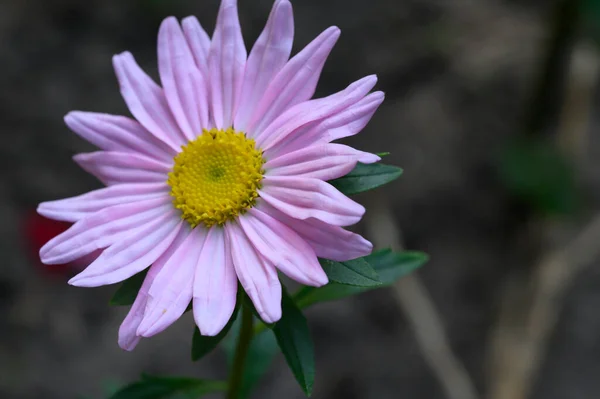 Primer Plano Hermosa Flor Rosa Jardín — Foto de Stock