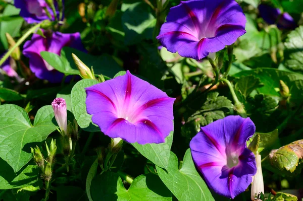 庭の美しい紫色の花 — ストック写真