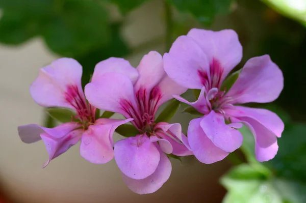 庭の美しいピンク色の花のクローズ アップ — ストック写真