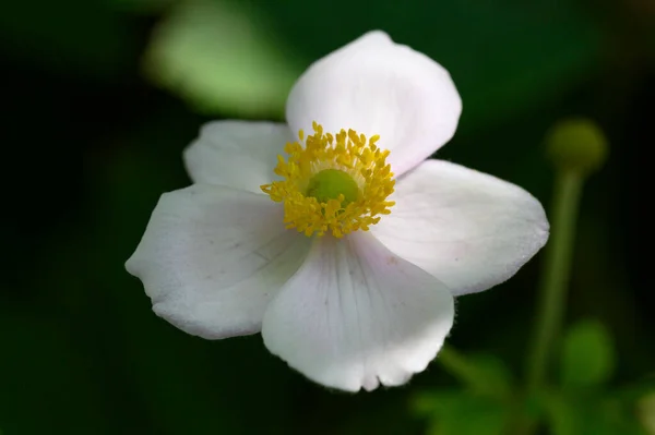 Vit Blomma Närbild Sommar Koncept — Stockfoto