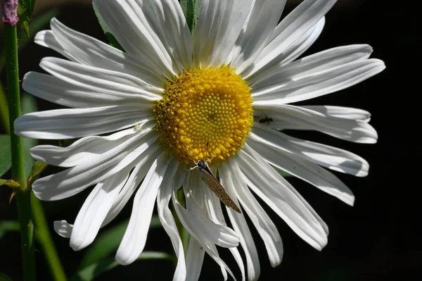 Πεταλούδα Επικονίασης Όμορφο Λουλούδι Καλλιέργεια Εξωτερική Στον Κήπο Closeup View — Φωτογραφία Αρχείου